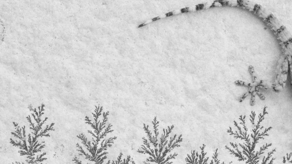 الفائزون بمسابقة فن التصوير القريب بنسخته الخامسة...